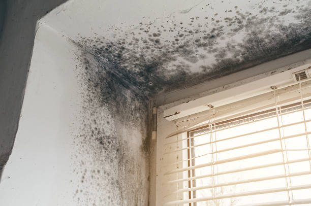 Affordable Basement Mold Removal solutions in Harwood, MD